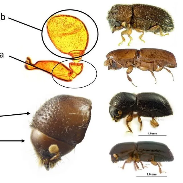 thumbnail for publication: Common Bark Beetle Pests of Florida